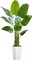 Lifelike Bird of Paradise Silk Artificial Plant Faux Banana Leaf Tree for Home Decor - Perfect Indoor Floor Plant with 9 Trunks (1, White Tall Planter, 5 FT)